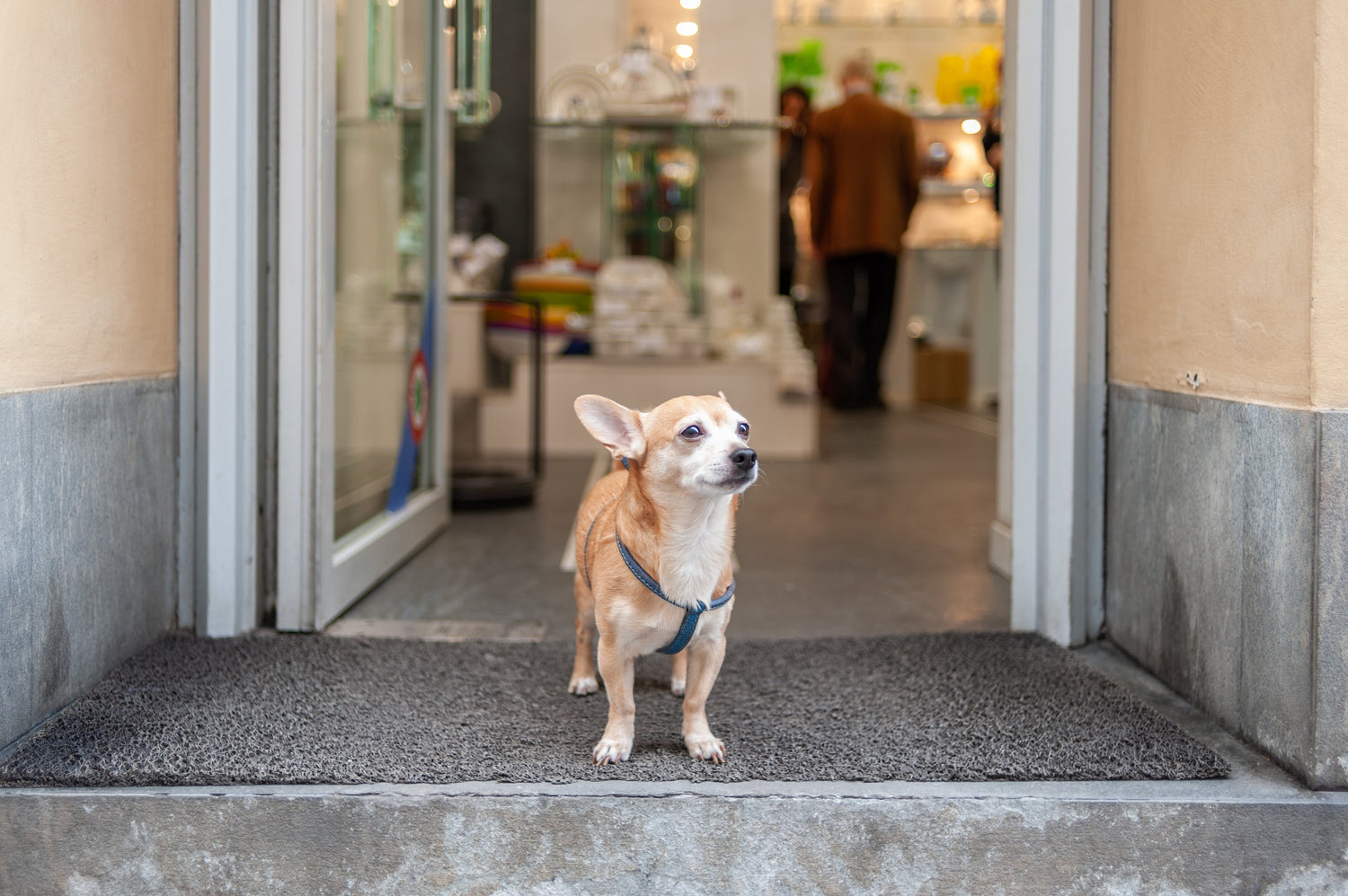 A small tan Chihuahua wearing a harness stands alert on a doormat outside a store entrance.
